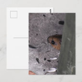 Hood Mouse Briefkaart (Voorkant / Achterkant)