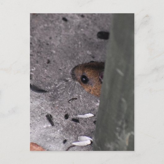 Hood Mouse Briefkaart (Voorkant)