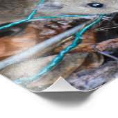 Hood Mouse Foto Afdruk (Hoek)