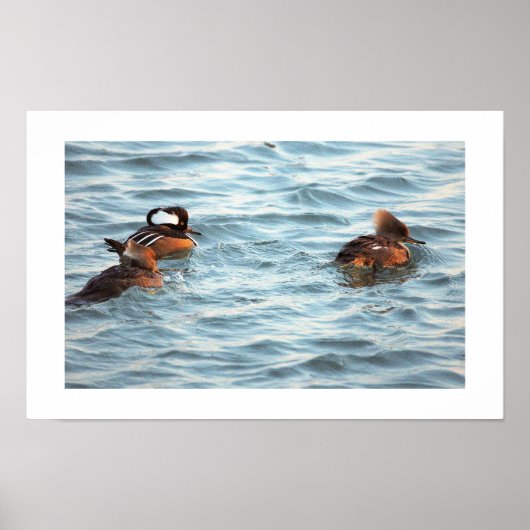 Hooded Merganser Ducks Poster (Voorkant)