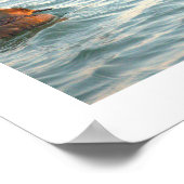 Hooded Merganser Ducks Poster (Hoek)