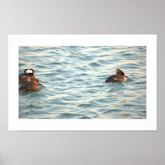Hooded Merganser Ducks Poster (Voorkant)
