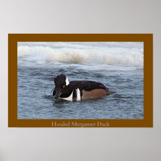 Hooded Merganser Eend Poster (Voorkant)