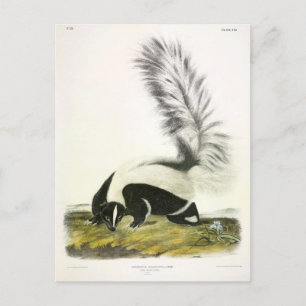 Hooded Skunk of Large-tailed Skunk van Audubon Briefkaart