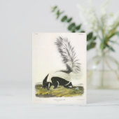 Hooded Skunk of Large-tailed Skunk van Audubon Briefkaart (Staand voorkant)