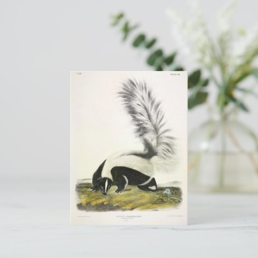Hooded Skunk of Large-tailed Skunk van Audubon Briefkaart (Staand voorkant)