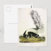 Hooded Skunk of Large-tailed Skunk van Audubon Briefkaart (Voorkant / Achterkant)