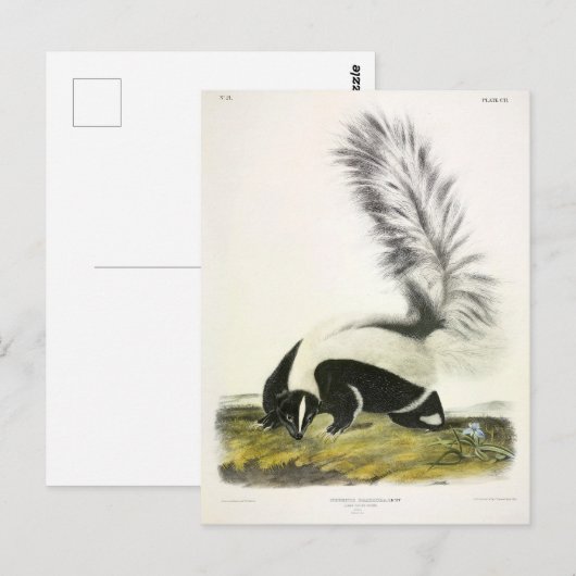 Hooded Skunk of Large-tailed Skunk van Audubon Briefkaart (Voorkant / Achterkant)