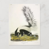 Hooded Skunk of Large-tailed Skunk van Audubon Briefkaart (Voorkant)