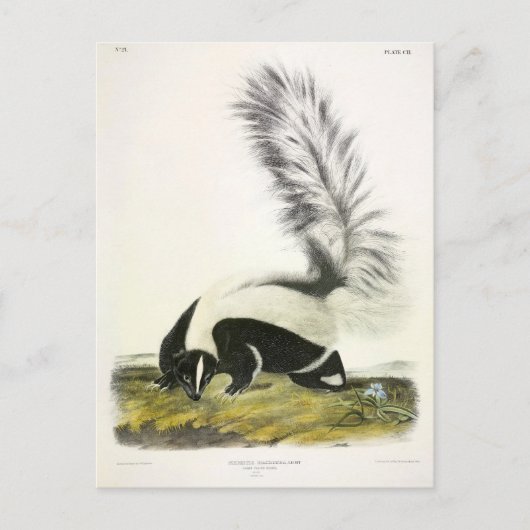 Hooded Skunk of Large-tailed Skunk van Audubon Briefkaart (Voorkant)