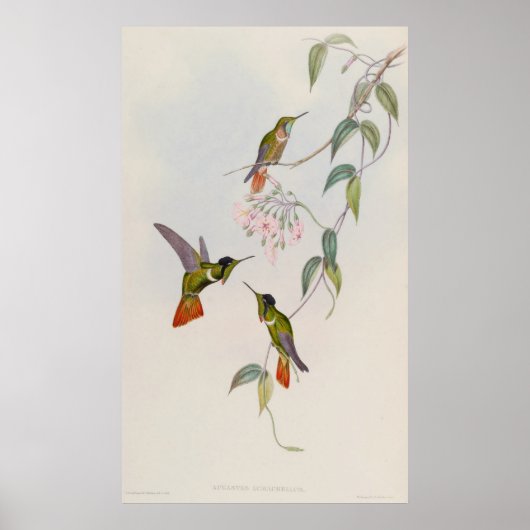 Hooded Visorbearer Hummingbird Augastes lumachella Poster (Voorkant)