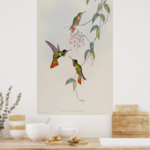 Hooded Visorbearer Hummingbird Augastes lumachella Poster (Keuken)