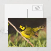 Hooded Warbler (Wilsonia citrina) Briefkaart (Voorkant / Achterkant)