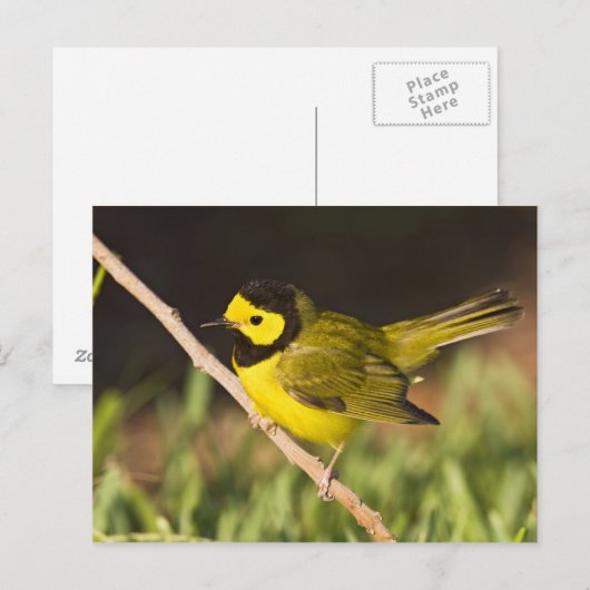Hooded Warbler (Wilsonia citrina) Briefkaart (Voorkant / Achterkant)