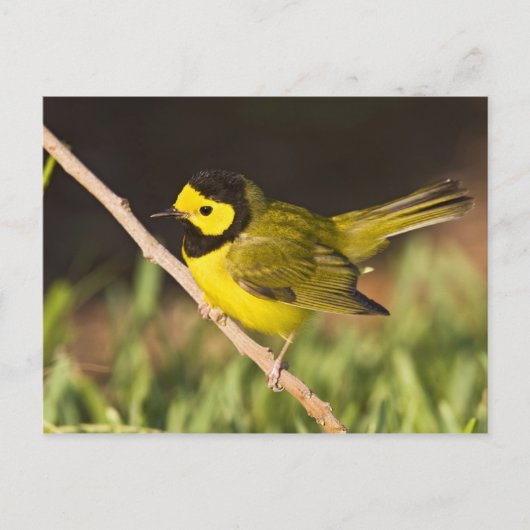 Hooded Warbler (Wilsonia citrina) Briefkaart (Voorkant)