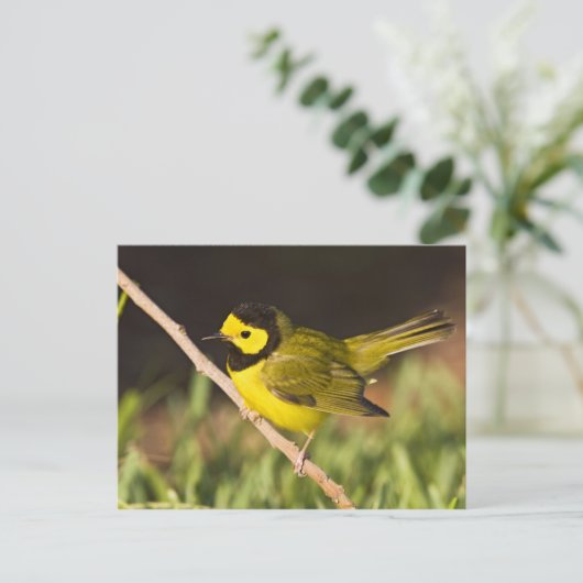 Hooded Warbler (Wilsonia citrina) Briefkaart (Staand voorkant)