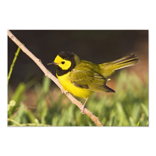Hooded Warbler (Wilsonia citrina) Foto Afdruk (Voorkant)
