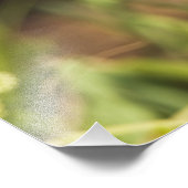 Hooded Warbler (Wilsonia citrina) Foto Afdruk (Hoek)