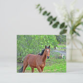 Hoody 2 briefkaart (Staand voorkant)