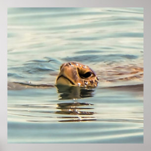 Hoofd boven de waterschildpad poster