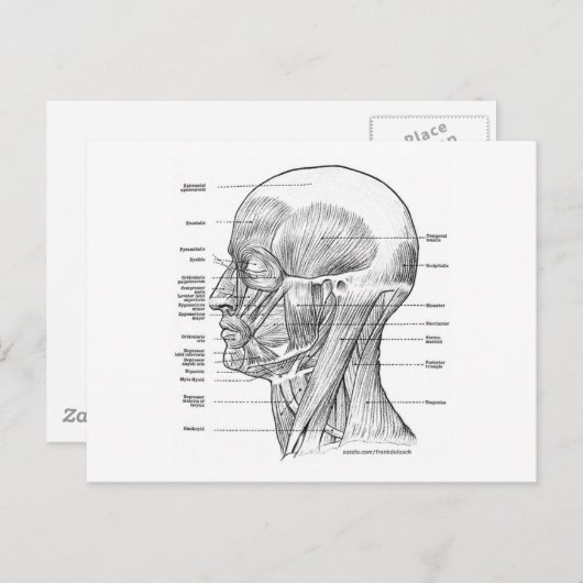 HOOFD- EN NECKANATOMIE T SHIRTS EN GIFTS BRIEFKAART (Voorkant / Achterkant)