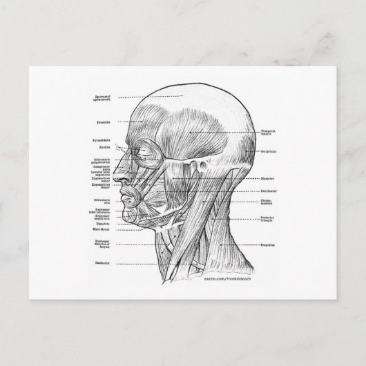 HOOFD- EN NECKANATOMIE T SHIRTS EN GIFTS BRIEFKAART (Voorkant)