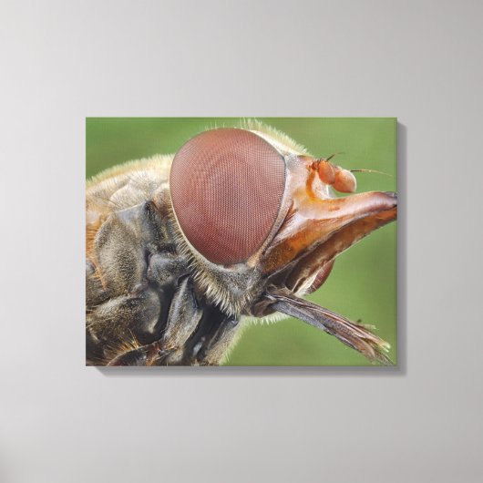 Hoofd en samengesteld oog van een zwever Fly 2 Canvas Afdruk (Voorkant)