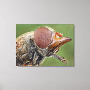 Hoofd en samengesteld oog van een zwever Fly 2 Canvas Afdruk