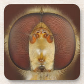 Hoofd- en samengestelde ogen van een heupvlucht bier onderzetter (Voorkant)