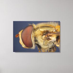Hoofd- en samengestelde ogen van een heupvlucht canvas afdruk