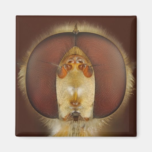 Hoofd- en samengestelde ogen van een heupvlucht magneet (Voorkant)