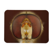 Hoofd- en samengestelde ogen van een heupvlucht magneet (Horizontaal)