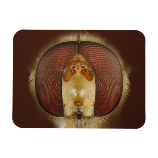 Hoofd- en samengestelde ogen van een heupvlucht magneet (Horizontaal)