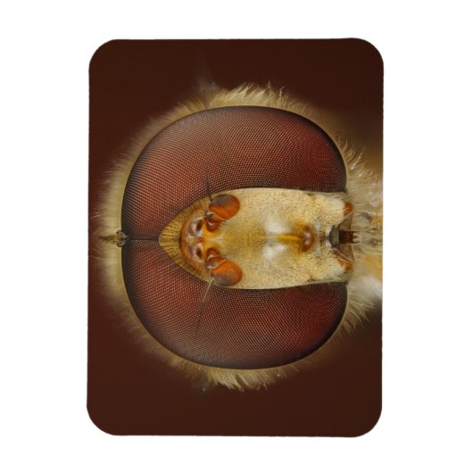 Hoofd- en samengestelde ogen van een heupvlucht magneet (Verticaal)