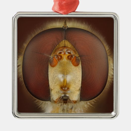 Hoofd- en samengestelde ogen van een heupvlucht metalen ornament (Voorkant)