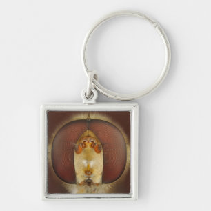 Hoofd- en samengestelde ogen van een heupvlucht sleutelhanger