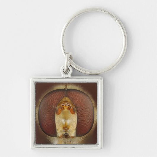 Hoofd- en samengestelde ogen van een heupvlucht sleutelhanger (Voorkant)