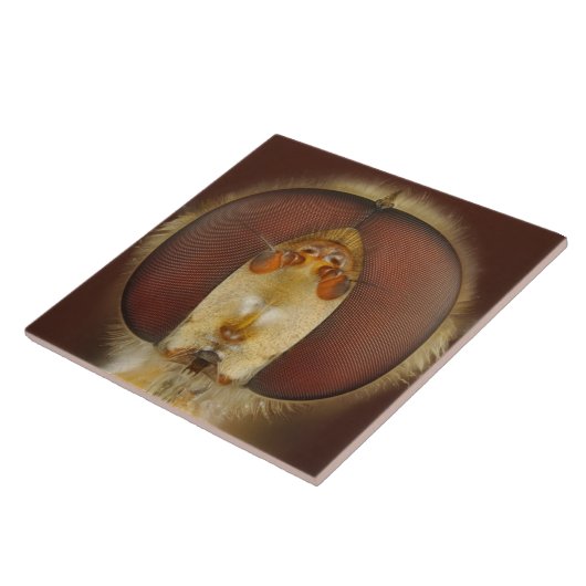 Hoofd- en samengestelde ogen van een heupvlucht tegeltje (Zijkant)