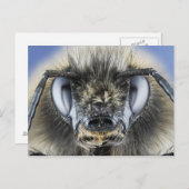 Hoofd hommel briefkaart (Voorkant / Achterkant)