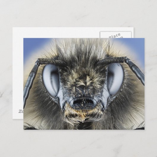 Hoofd hommel briefkaart (Voorkant / Achterkant)