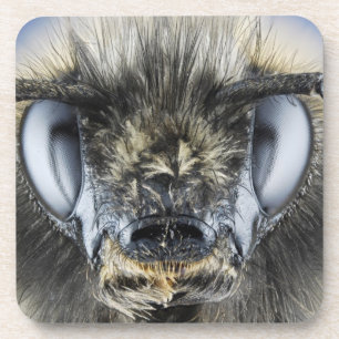 Hoofd hommel drankjes onderzetter