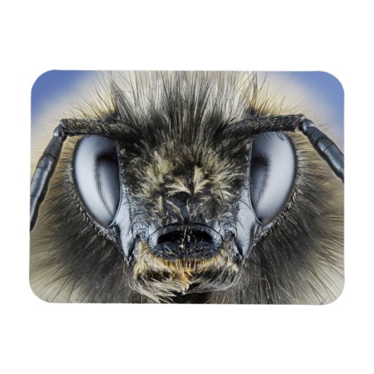 Hoofd hommel magneet (Horizontaal)