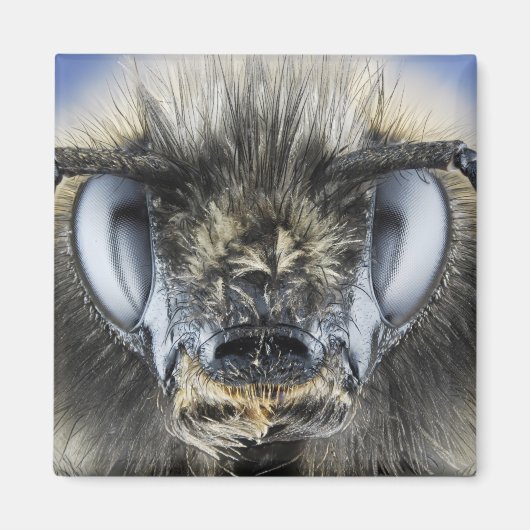 Hoofd hommel magneet (Voorkant)