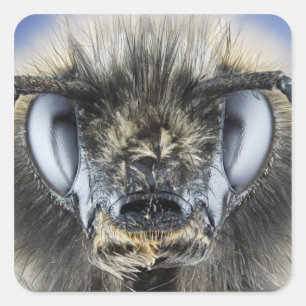 Hoofd hommel vierkante sticker