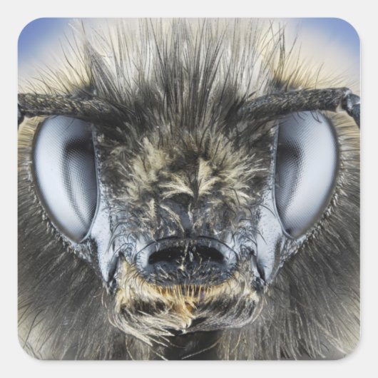 Hoofd hommel vierkante sticker (Voorkant)