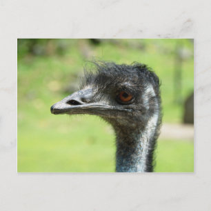 Hoofd" Shot of An Emus in Zoo Auckland Briefkaart