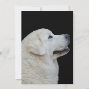 Hoofd Stunning Poland Tatra Sheepdog on Card Bedankkaart