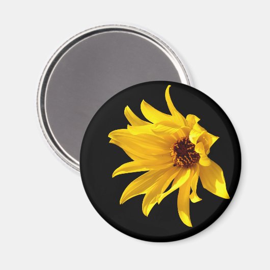 Hoofd van de gele maaltijd Helenium Magnet (Voorkant / Achterkant)