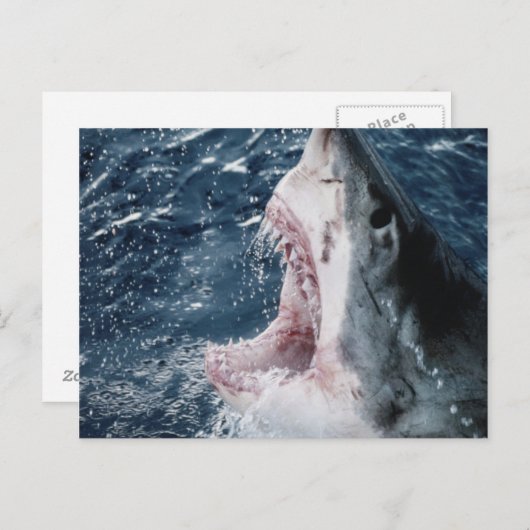 Hoofd van de grote witte haai briefkaart (Voorkant / Achterkant)