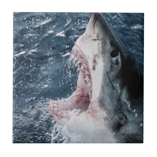 Hoofd van de grote witte haai tegeltje (Voorkant)